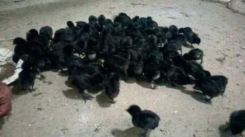 Kadaknath Day Old Chicks, Color : Zed Black, Gender : Male