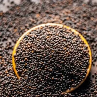Black Mustard Seeds, Packaging Type : Plastic Packet
