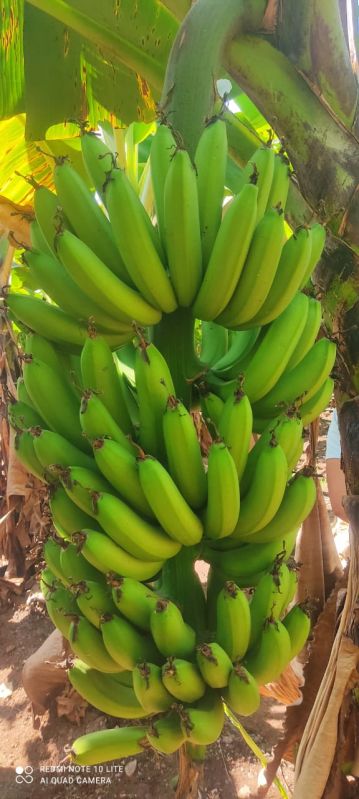 G9 Cavendish Banana