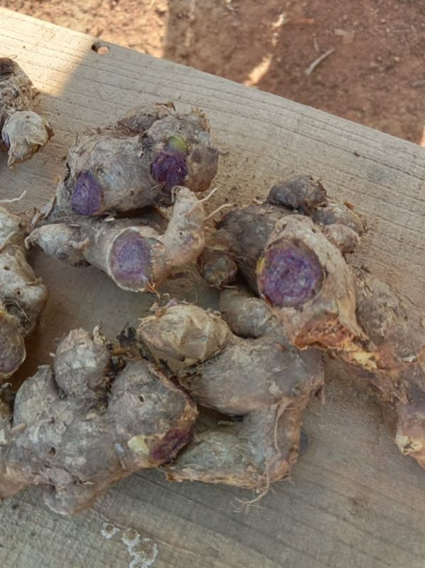 Black Ginger (Kaempferia Parviflora)