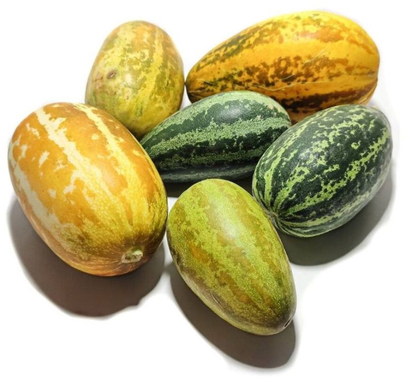 Fresh Egg Shape Cucumber