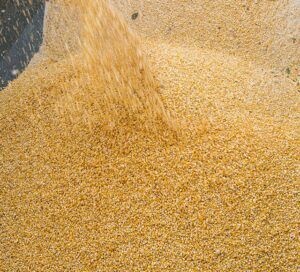 maize cattle feed