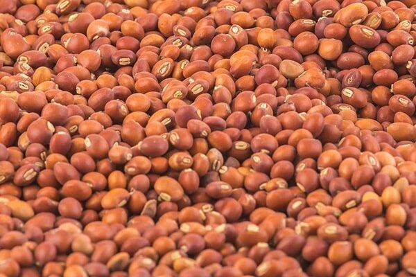 Red Pigeon Pea
