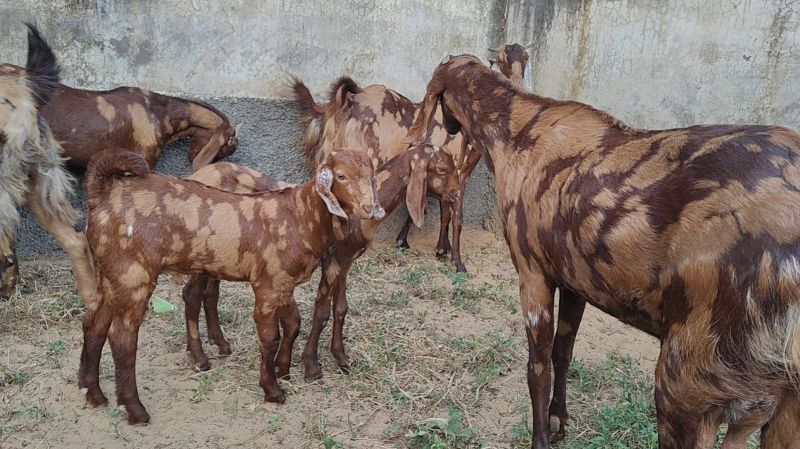 Cutting Live Goat