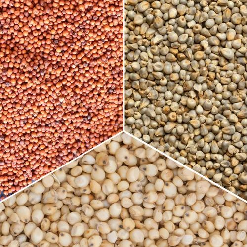 Mix Millet Seeds, Seed Type : Hybrid, Quality : a Grade