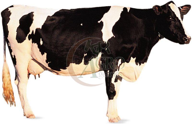 Holstein Friesian Cow