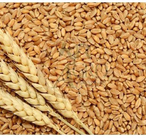 wheat grain