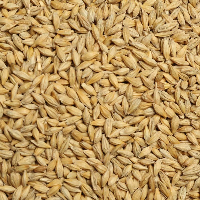 Barley Seeds