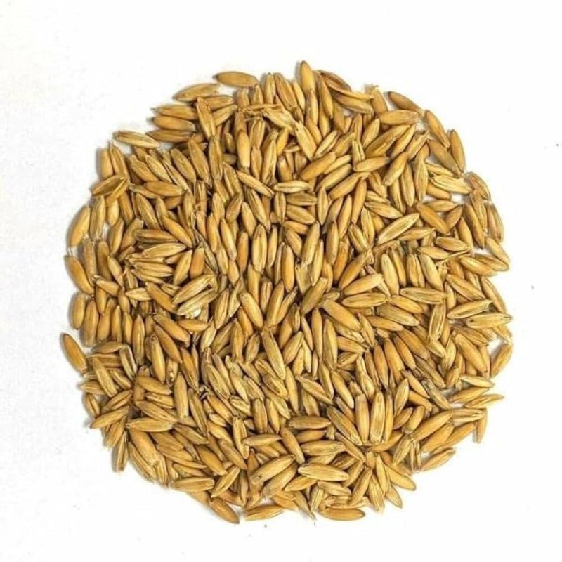 Oat Seeds