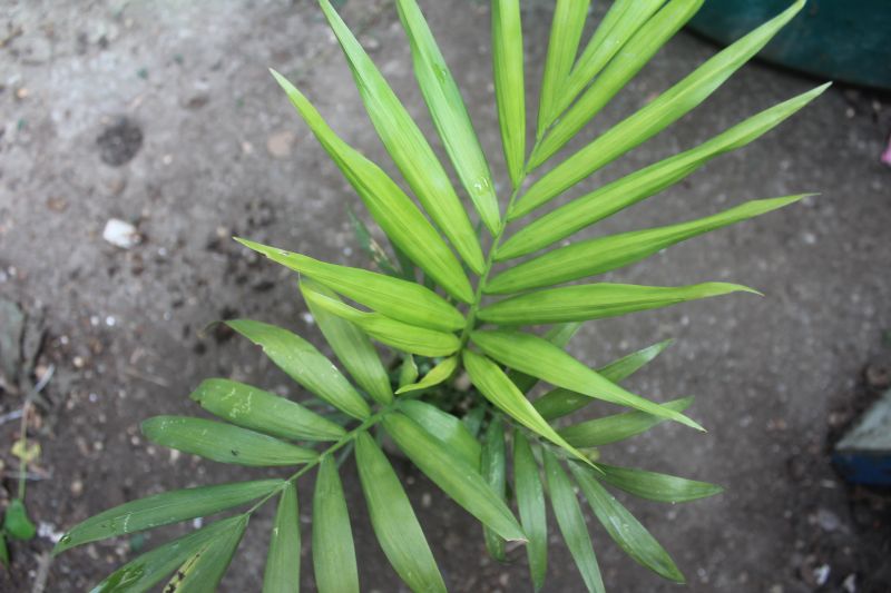 Chamaedorea Palm Plant