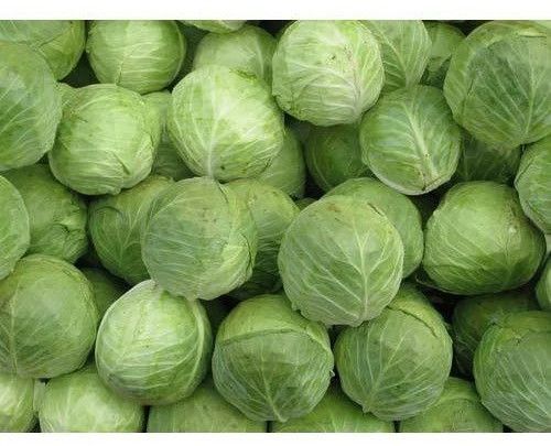 A Grade Fresh Green Cabbage