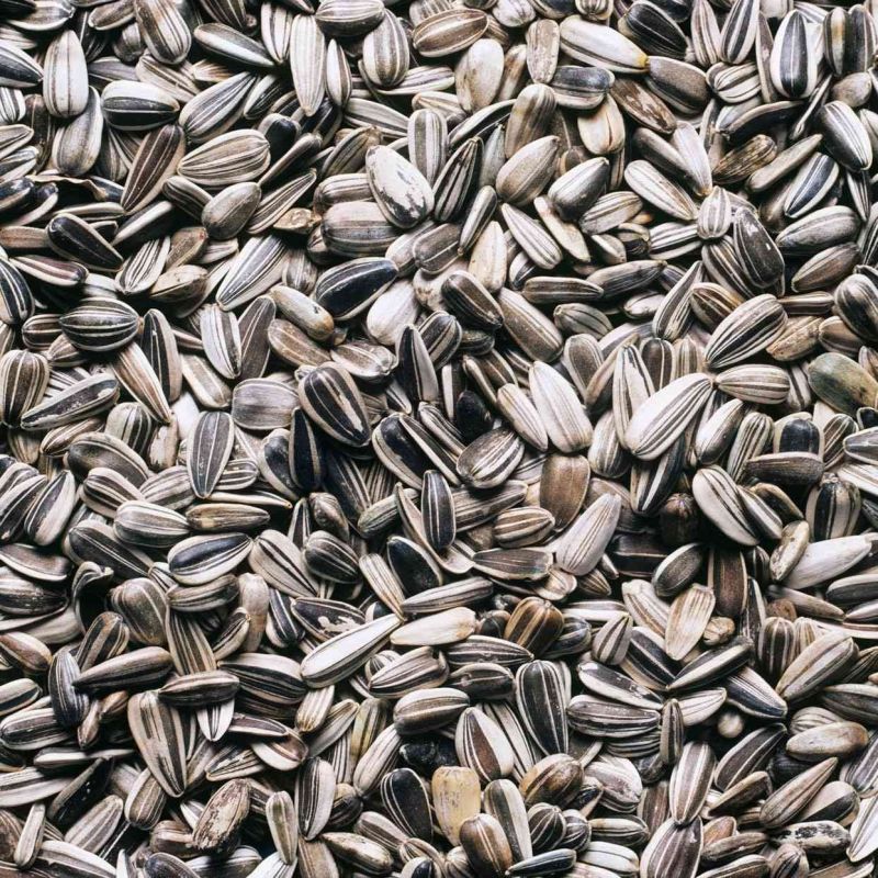 Sunflower Seeds