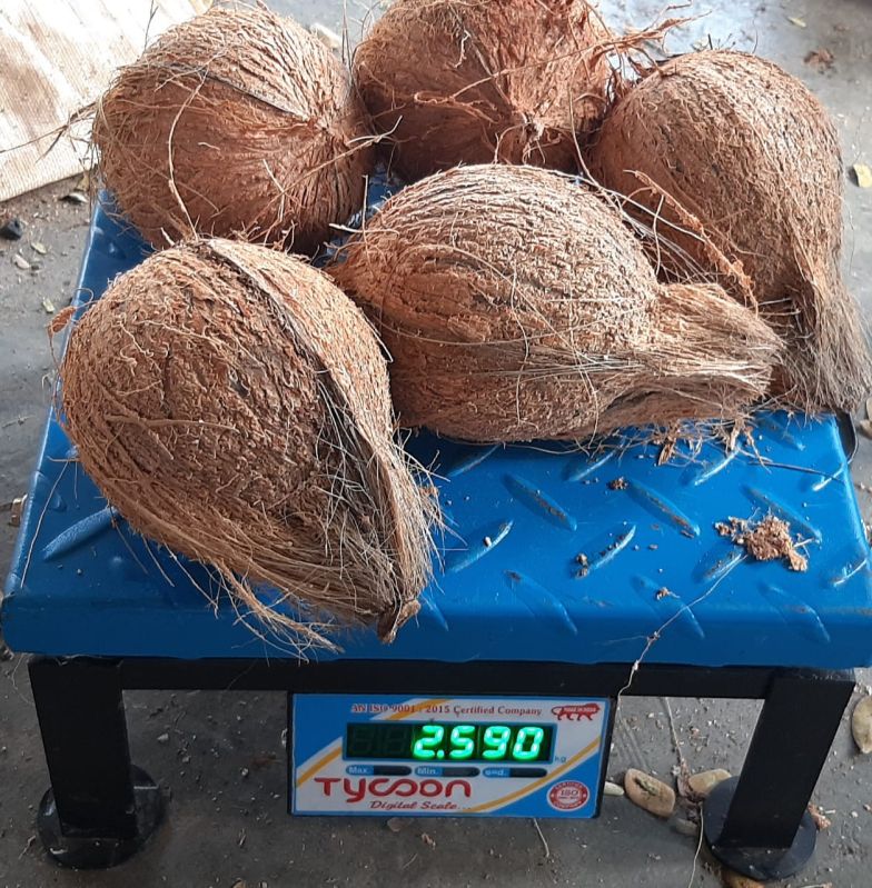 Solid Semi Husked Coconut