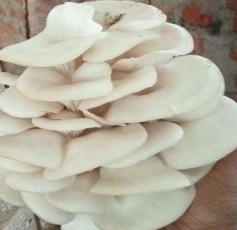Natural fresh oyster mushroom, Form : Whole