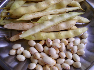 Natural Fresh Butter Beans, Color : White, Packaging Size : 10Kg