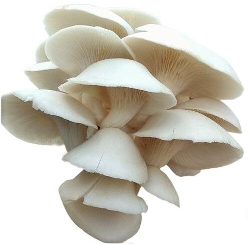 oyster mushroom