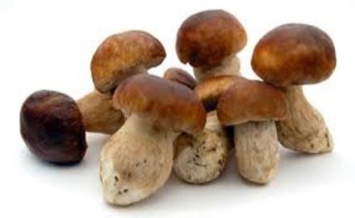 Organic Porcini Mushroom, Color : Brown Fresh