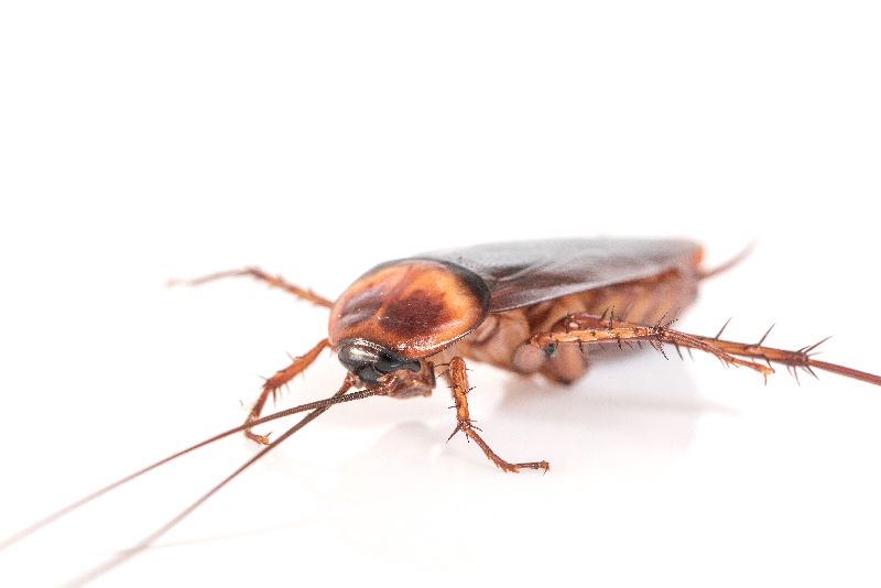 Cockroaches pest control services