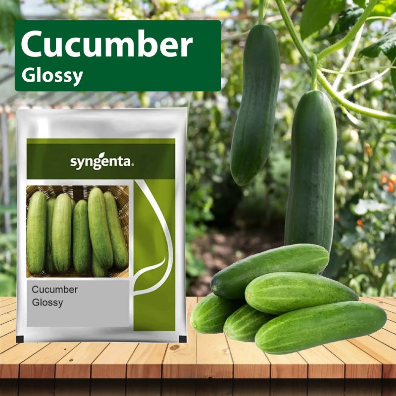 Cucumber Sygenta Glossy Seeds