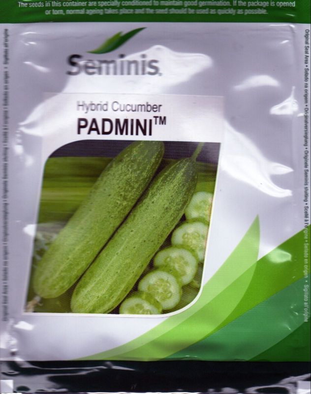 PADMINI Cucumber SEMINIS