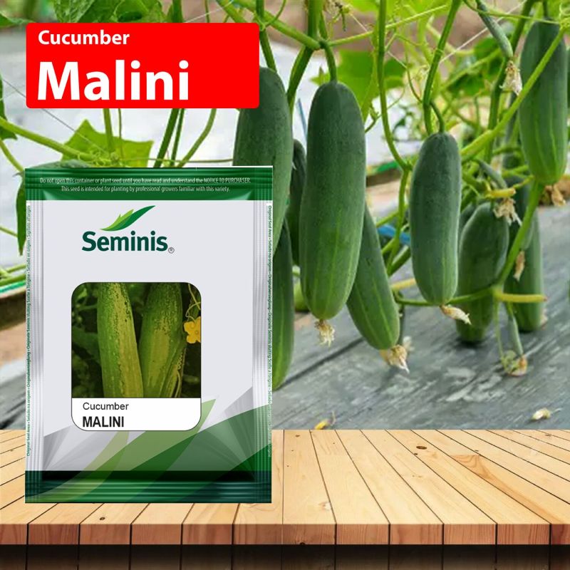 Seminis Malini Cucumber Seeds, Light