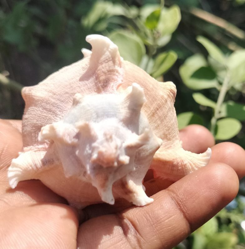 Chicoreus Virgineus Natural Seashell