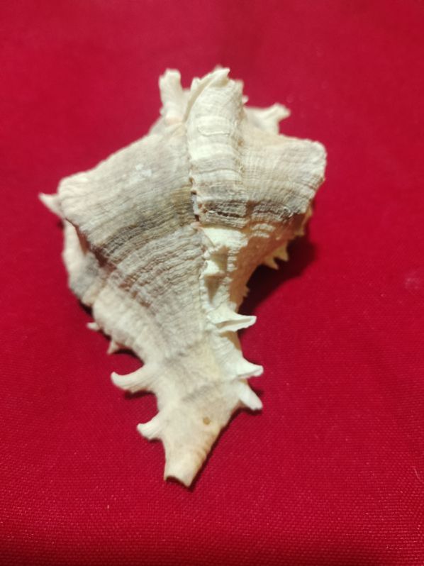 Chicoreus Virgineus Natural Seashell