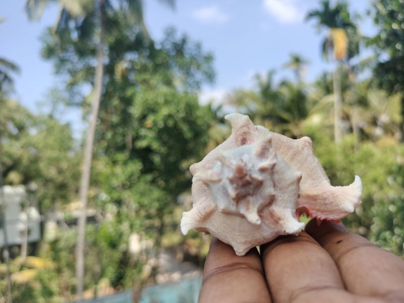 Chicoreus Virgineus Natural Seashell