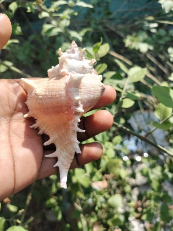 Chicoreus Virgineus Natural Seashell