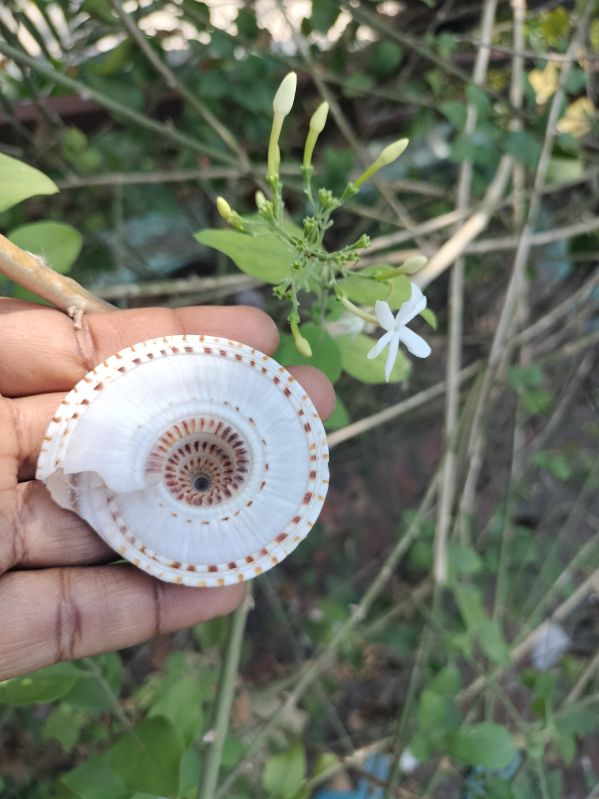 Architectonica Perspectiva Natural Seashell