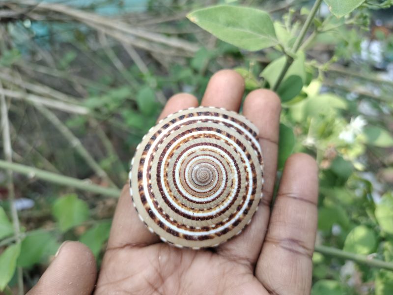 Architectonica Perspectiva Natural Seashell