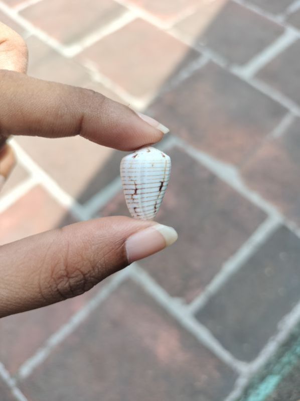 Conus Boschi Seashell