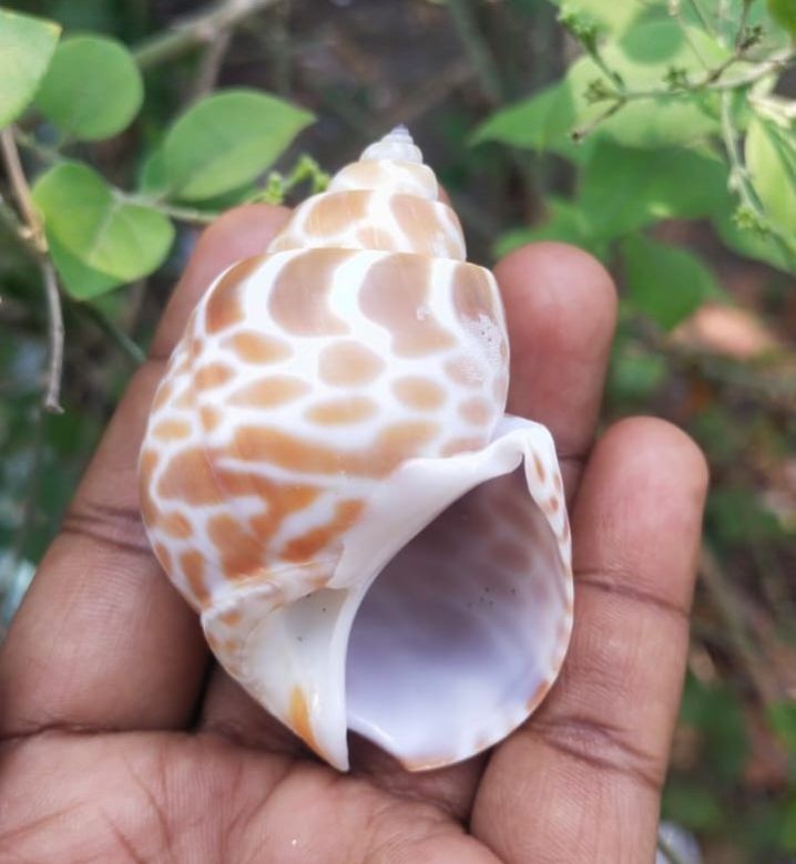 Babylonia Spirata Dyed Shells