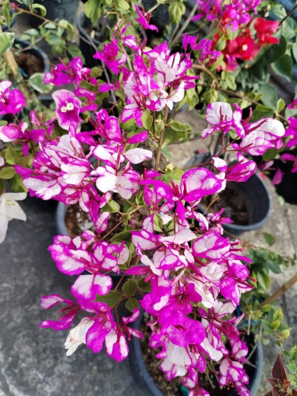 Rare Colorful Bougainvillea Plant