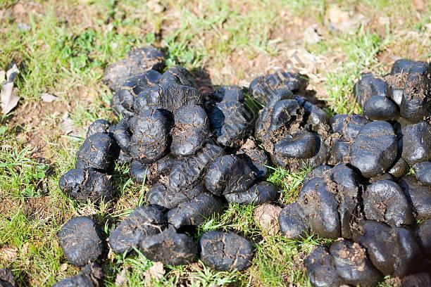Donkey Dung