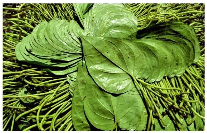 Betel Leaf