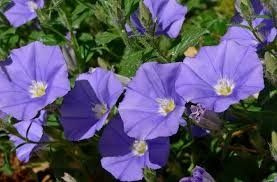 Shankhpushpi, Form : Leaves for Medicine