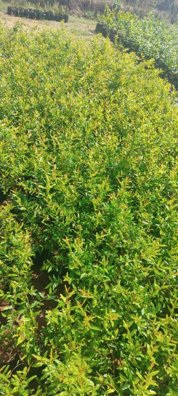 Pomegranate Plants