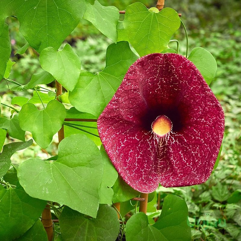 Aristolochia / Dutchman’s Creeper – Rare Climber