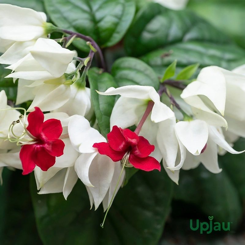 Bleeding Heart Vine Plant(Mix Colour)