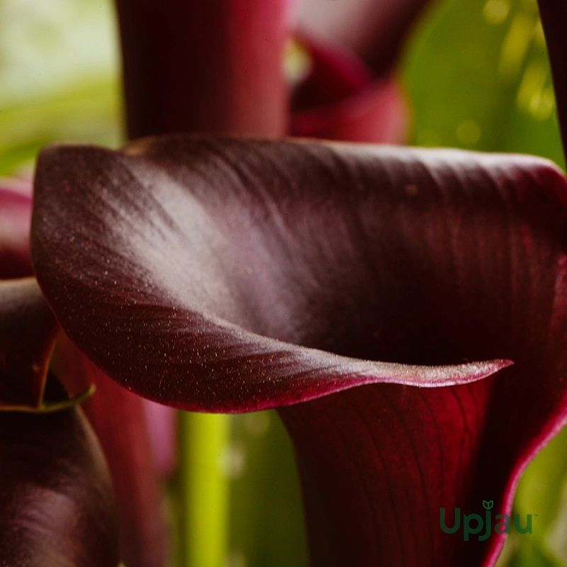 Calla Lily Bulb Black Plant