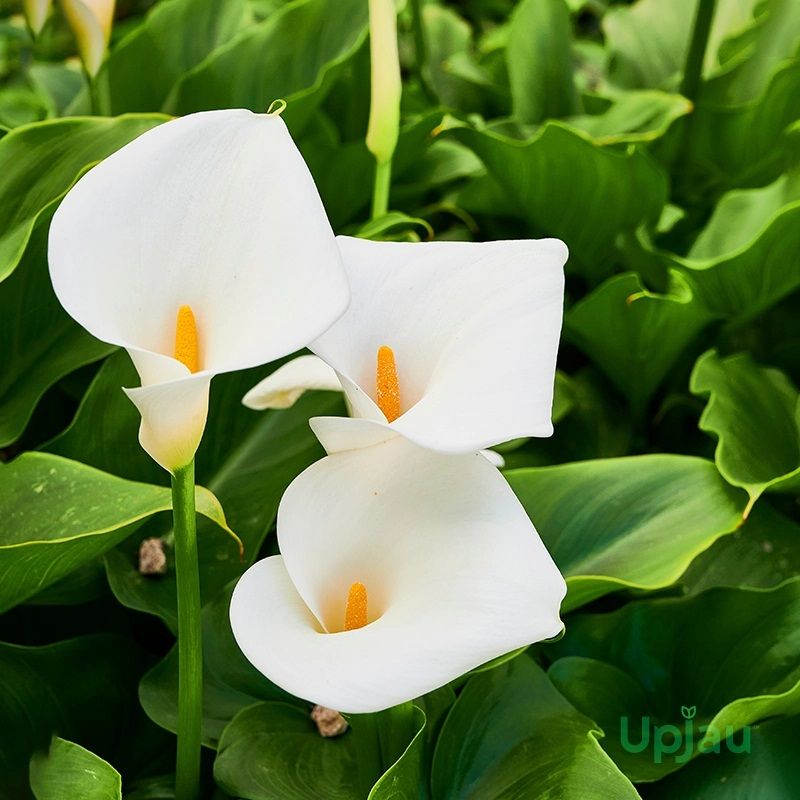 Calla Lily Bulb Imported (White)