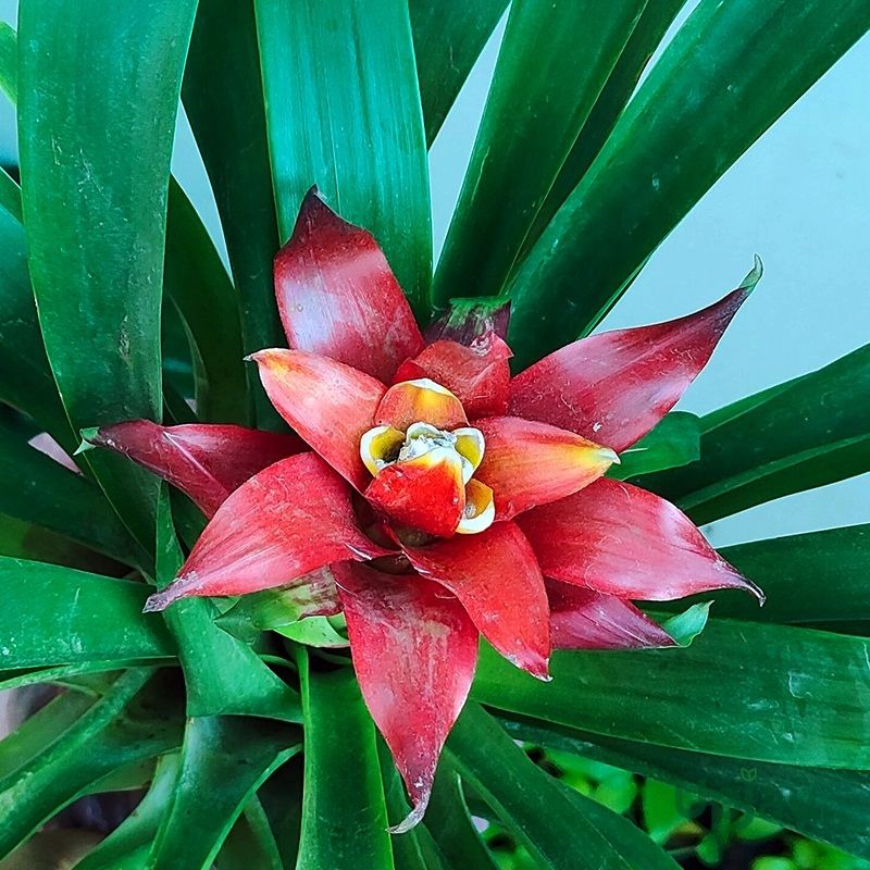 Guzmania Lingulata Bromeliad Plant (Big Size)