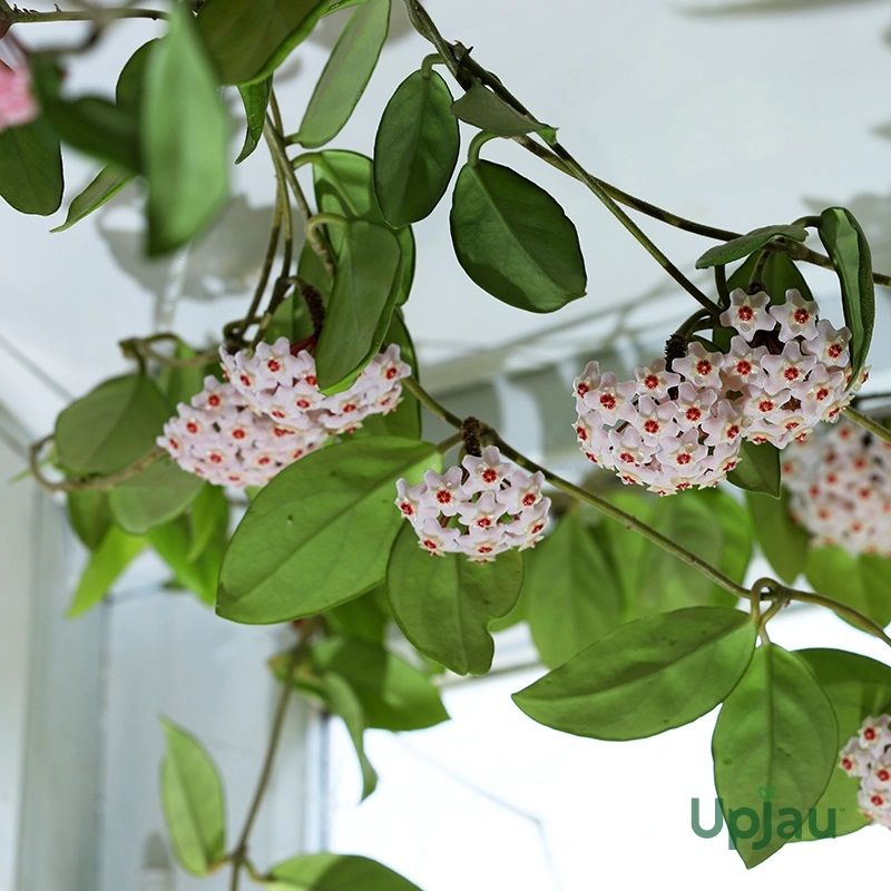 Hoya Green Carnosa Plant