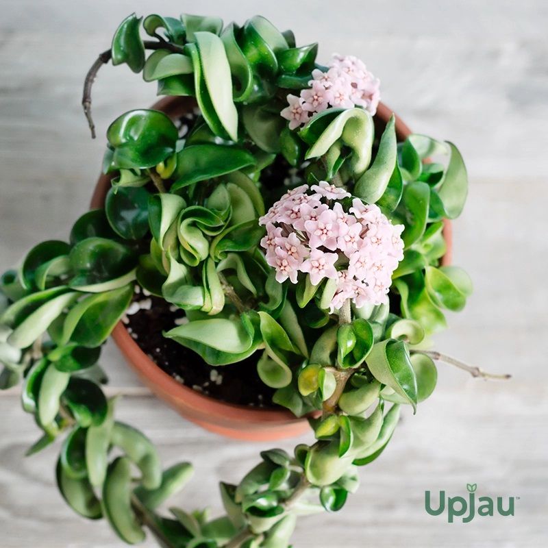 Hoya Hindu Rope / Curly Plant