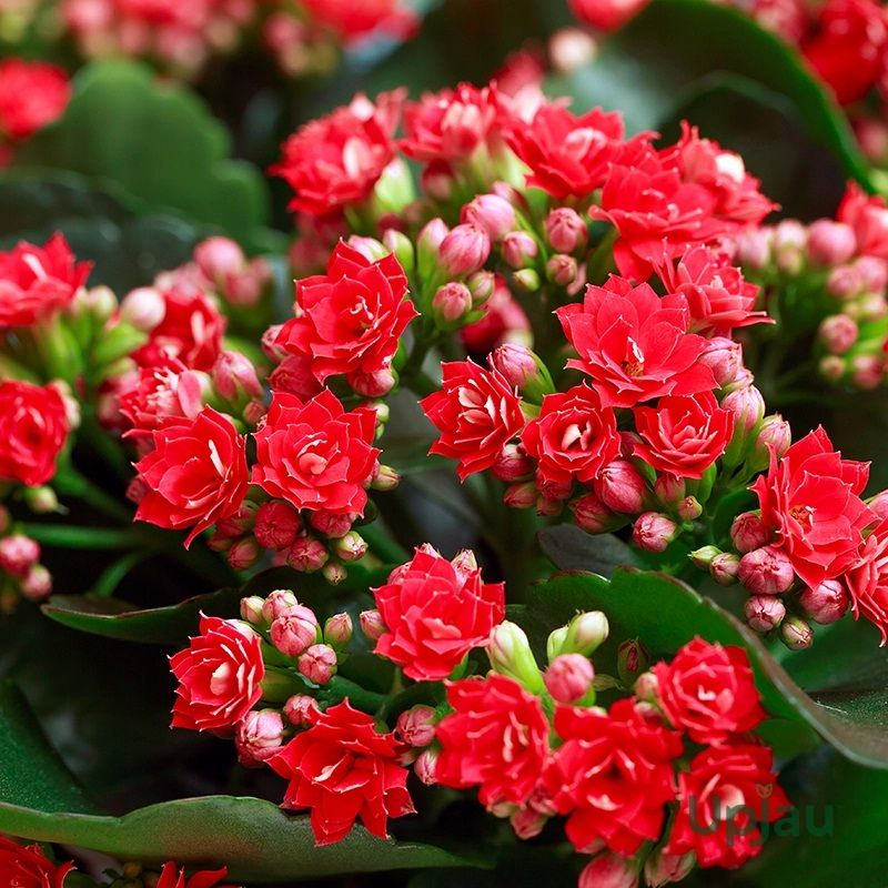 Kalanchoe Plant (Choose the Color)