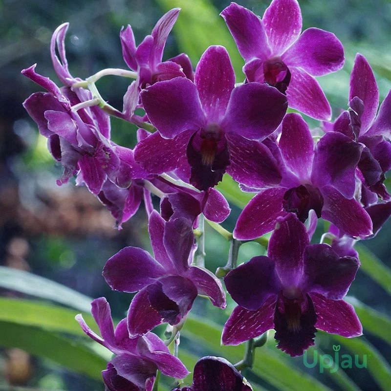 Orchid Dendrobium Hirochi Plant