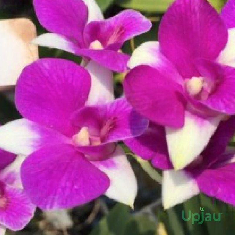 Orchid Dendrobium Karen X Compactum Plant