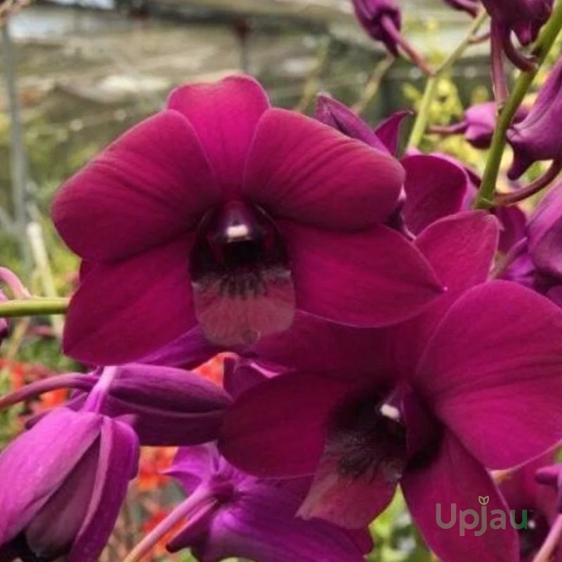 Orchid Dendrobium Red Forever Plant