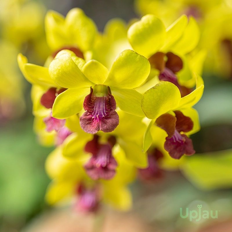 Orchid Dendrobium Thongchai Gold Plant